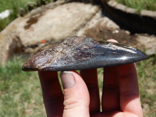 BEAUTIFUL 4 1/2 INCH SHARK TOOTH WITH A UNIQUE BLADE - Picture 9 of 13