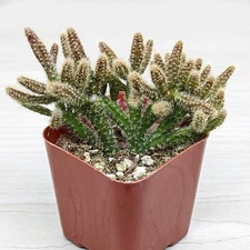 Cactus Plant - Rhipsalis Baccifera : Mouse Tail Cactus - In 2" Pot
