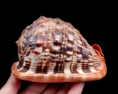 Cassis rufa Cassidae schnecke conch shell snail Madagascar 150mm