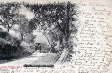 Vintage postcard, California Driveway, Horse & Carriage, Santa Barbara, CA C1909