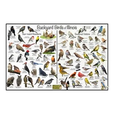 Backyard Birds of Illinois Bird Identification Nature Poster / Birdwatching Gift