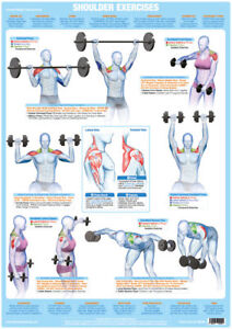 Body Exercise Chart