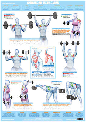 Back Exercises Gym Chart