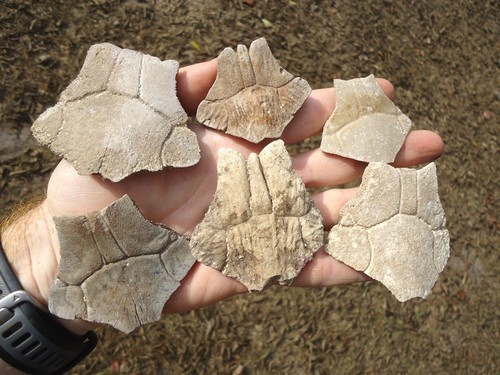 6 CHOICE TURTLE NUCHAL SCUTES FLORIDA FOSSILS ICE AGE EXTINCT TORTOISE ...