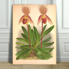 JEAN LINDEN - Beautiful Pink & Yellow Orchid #43 - CANVAS PRINT POSTER - 24x16"