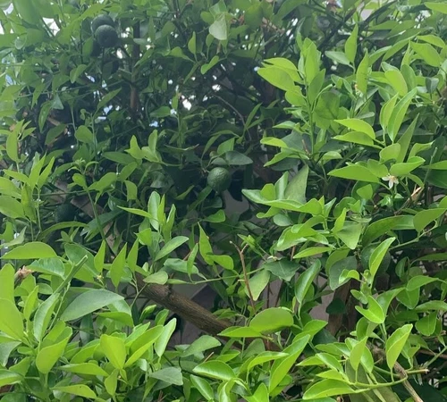 Freshly Picked Organic Gourmet Kaffir Lime 20 Leaves Lá Chanh Số 8 Herbs Hotpot