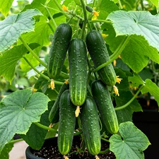 150 CUCUMBER SEEDS STRAIGHT EIGHT VEGETABLE SPRING HEIRLOOM GARDEN FREE SHIPPING
