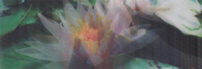 3 D / Lentikular - Wackel - Lesezeichen: aufblühende Seerose -Blooming Waterlily