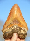 A21,   HUGE MASSIVE 6.05" NATURAL   MEGALODON SHARK TOOTH! UK STOCK BEST VALUE