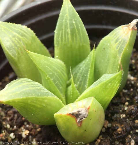 Rare Haworthia Retusa Fouchei transparent plant well rooted - Imagen 3 de 3