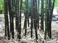 150 Rare Black Bamboo Seeds to Grow Black Bamboo