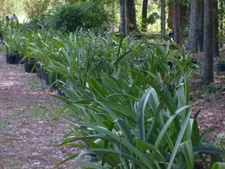 1 cross pollinated amaryllis Hippeastrum  Pink  6-12 cm. circumference