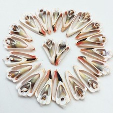 20 PC Center Cut Strawberry Sea Shells, 1-1/4 Inch ~ 2-1/4 Inch