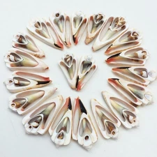 20 PC Center Cut Strawberry Sea Shells, 1-1/4 Inch ~ 2-1/4 Inch