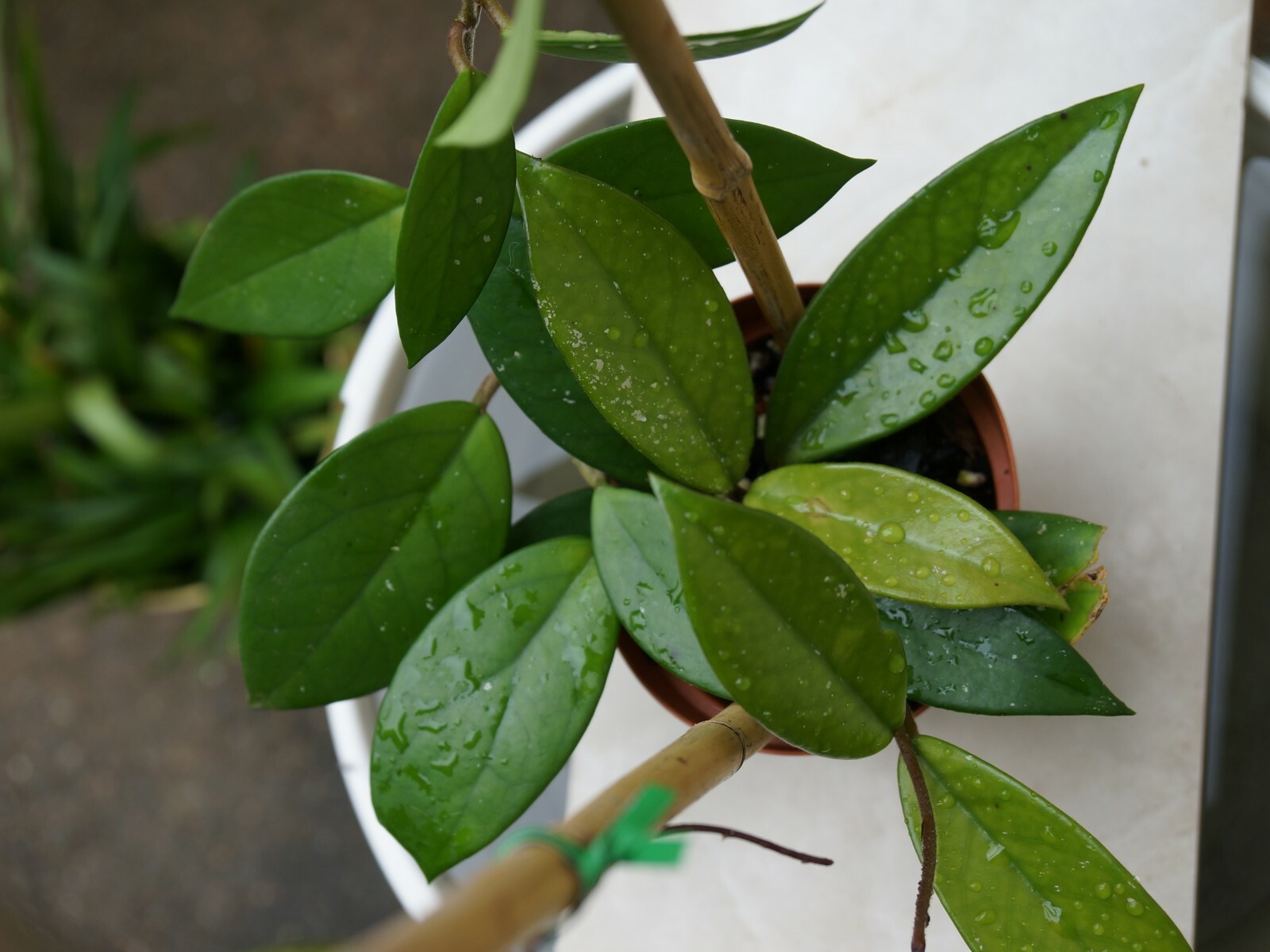 Wax plant Vine Hoya Carnosa rooted cutting, Succulent tropical plant eBay