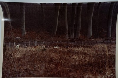 PHOTO Argentique	France	chasse à courre vénerie cheval 24x30cm	1970