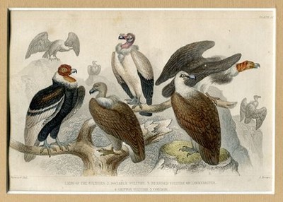 Geier: King of the Vultures, Sociable V., Beardes V. or Lämmergeier, Griffon V.,