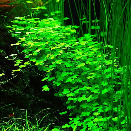 Offerta 5 in 1 mix piante hydrocotyle, marimo, leucocephala, rotala, lemna - Foto 3 di 6