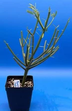 Pencil Cactus - Euphorbia tirucalli - Grown in 3.5" Pot - Full And Super Healthy