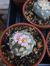  Rare Cactus. Seed Grown, Flowering And Fruiting