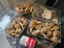 FRESH PICKED MOREL MUSHROOMS 2LB IOWA, RINSED, SHIPPED NEXT DAY