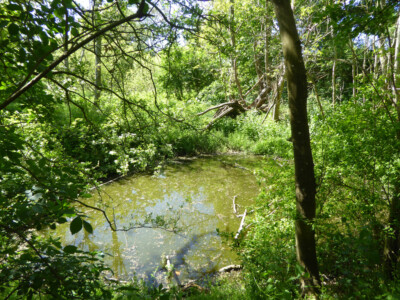 Foto 12x8 Teich am Nebenweg Ripper's Cross eine Grube wohl für Kalkstein gegraben, um 2019