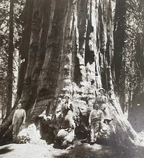Sequoia Tree Mariposa Grove Yosemite CA Early 1900s Identified Couples Photo