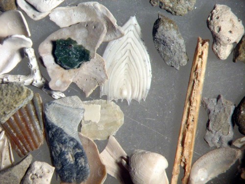 Holoceno Océano Atlántico foraminíferos ostracodo microfósil Colección 14 muestras - Imagen 12 de 12