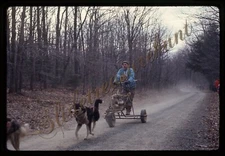 Dog Mushing Racing Siberian Huskies Wheeled Cart 35mm Slide 1970s