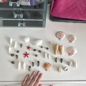 Mixed Seashell Collection Lot from the Pacific Ocean