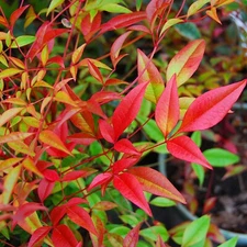 Heavenly Bamboo Seeds / Nandina domestica Sacred Evergreen Perennial - 15/25/50