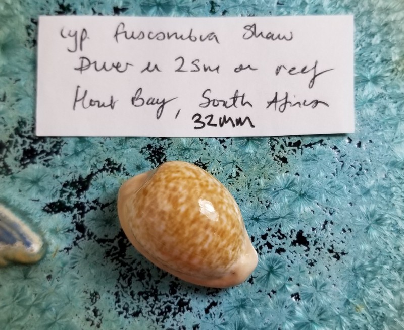 Cypraea Fuscorubra Shell Private Collection