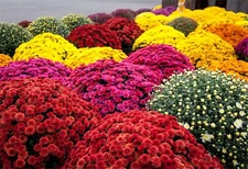 Garden Plant Seed Garden Mum Mix 200+ Seeds Chrysanthemum Indicum Seeds Peren...