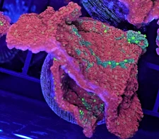 [WYSIWYG] WWC Sunfire Grafted Monti Cap Frag #7 Easy Montipora SPS Live Coral