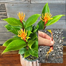 2 pack Extremely RARE Hawaiian Yellow Brush Ginger LIVE Plant