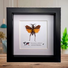 Gerahmte Sulawesi Blatt Heuschrecke: ethisch vertretbare Entomologie Display