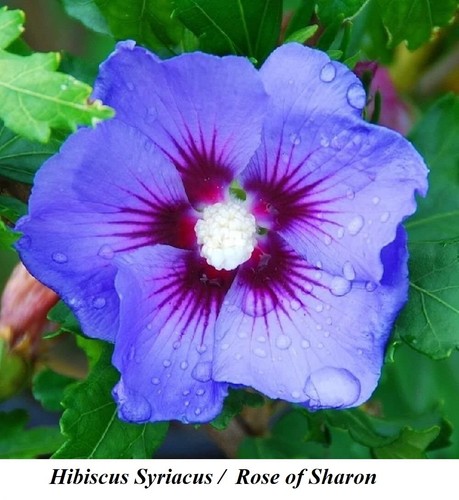 Seed Hibiscus Syriacus Large Purple Light Blue Rose of Sharon Flower APHRO Seeds - Picture 3 of 4