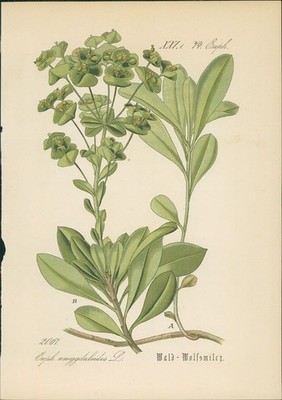 Chromolithographie : Wald-Wolfsmilch. Euphorbia amygdaloides L. Euphorbiaceae. S
