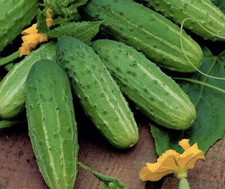 Gherkin Cucumber Sremski. 3x plug plants. Pickling cucumbers