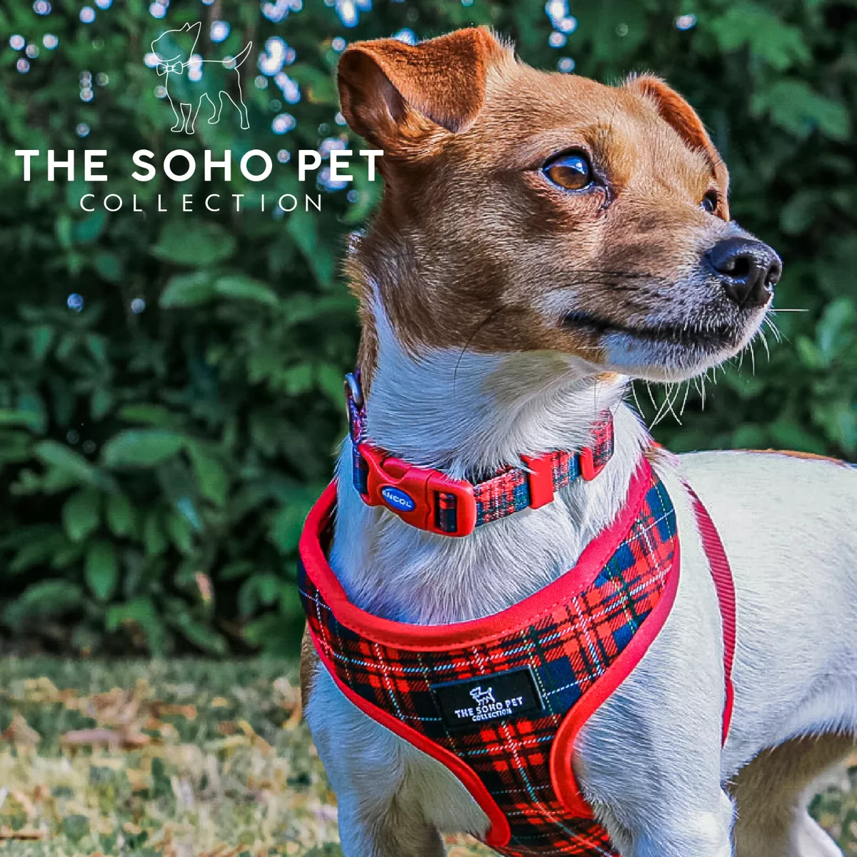 Dog lead cheap accessories