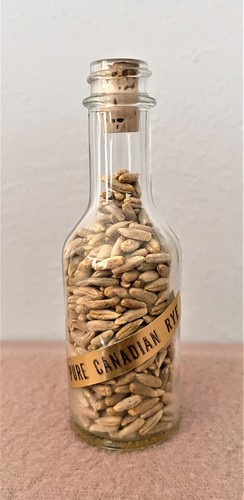 Semi di segale canadese puri in bottiglia di liquore di vetro da 1/10 pinta: SPEDIZIONE GRATUITA E ASSICURATA - Foto 1 di 8