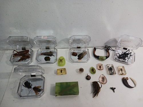 Real Insect Lot