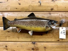 Real Skin Mount Lake Brown Trout Chinook Rainbow Salmon Fish Taxidermy FBT41