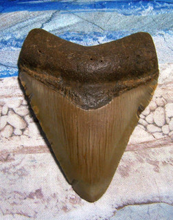 MEGALODON Shark Tooth 3 5/8" sharks teeth BIG jaw fossil REAL megladon SERRATED