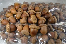 50 Natural Acorns with glued-on caps  Acorns Grown & Glued by Hand in Utah, USA