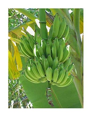 Chinesische Yunnan Banane -Musa yunnanensis- 10 Samen | eBay.de