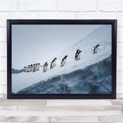 Climbing The Mountain Together Penguins Wall Art Print