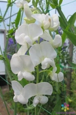 50+ Lathyrus latifolius White Pearl Perennial Sweet Pea Seeds - FREE SHIPPING!