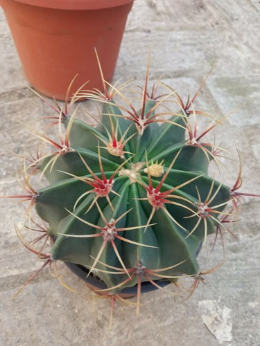 Cactus Medio Di 12cms Circa Pianta Giovane Succulente Collezione Ferocactus - Foto 5 di 11