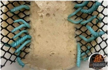 Live Hornworms 25 Ct Per cup | Feeder Insects | Reptile Feed | Live Guarantee